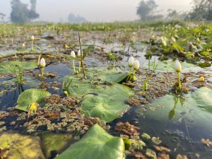 Water lilies with white buds and green leaves in a misty, tranquil wetland.