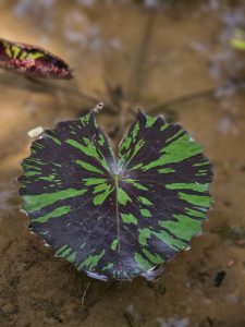 A single water lily leaf with striking dark purple and green patterns floats on shallow water at the Malabar Botanical Garden, Kozhikode. Its bold colors make it look like natural artwork.