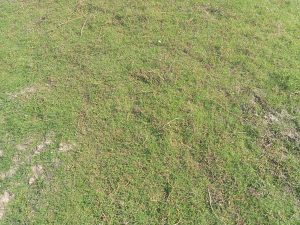 A field covered with green grass at Kawtoli, Brahmanbaria, Bangladesh.