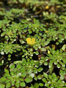 A close-up of the mosaic plant (Ludwigia sedioides), showing its small, circular, green leaves floating on water, with a tiny yellow flower at the center. Taken at the Malabar Botanical Garden, Kozhikode, the plant forms a neat, star-like pattern.