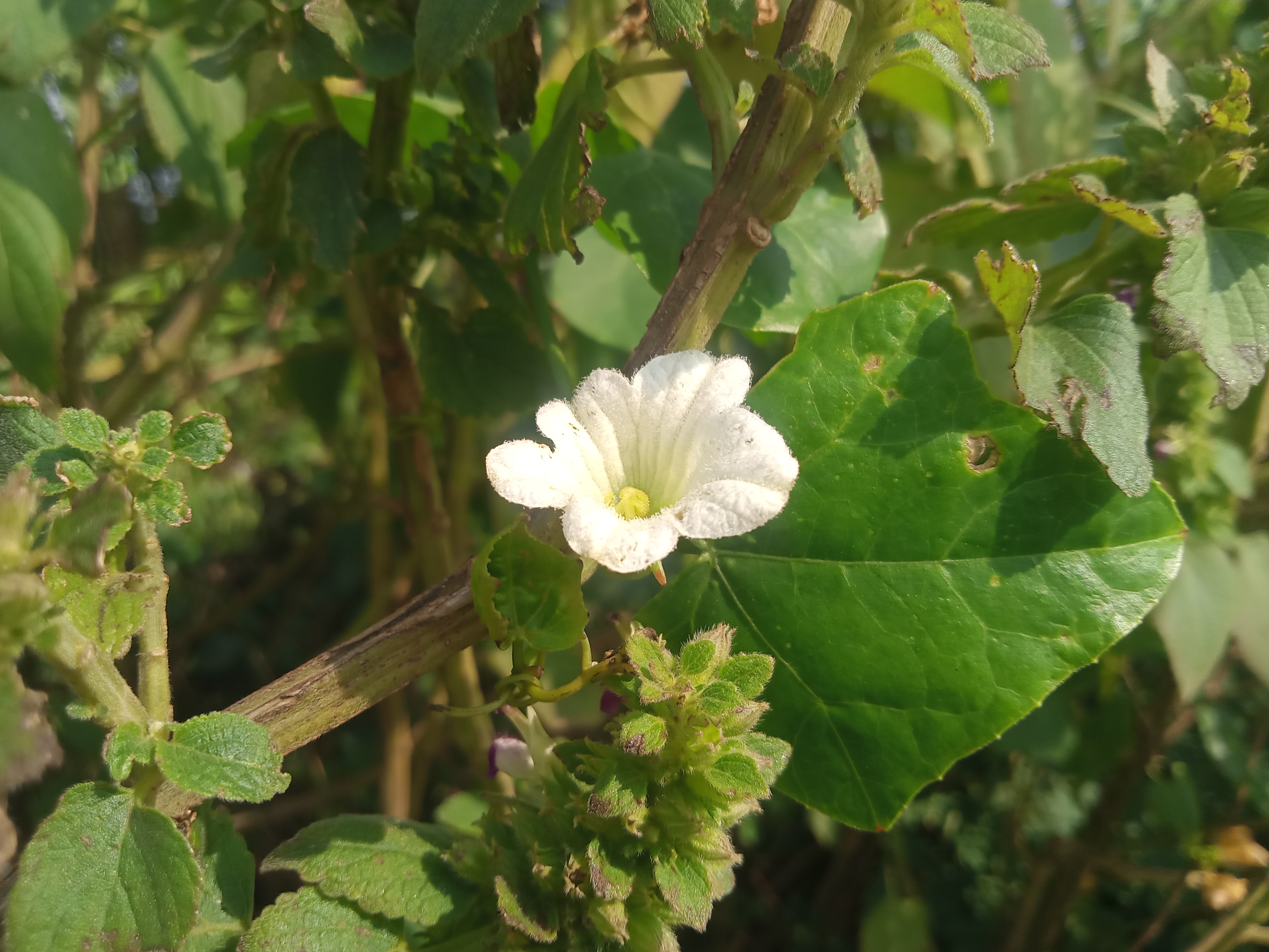 A close-up of a white flower with soft petals, surrounded by green leaves and small buds in Kawtoli, Brahmanbaria, Bangladesh.