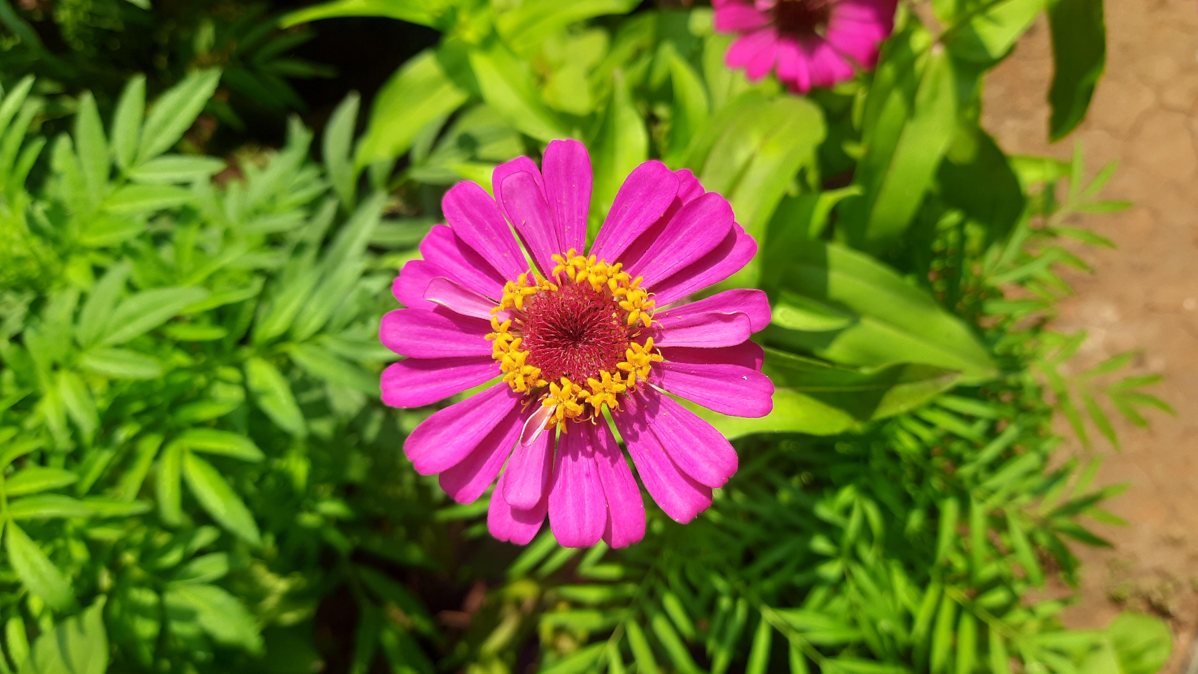 A vibrant pink flower with elongated petals and a deep red center surrounded by yellow stamens, set against lush green foliage. 