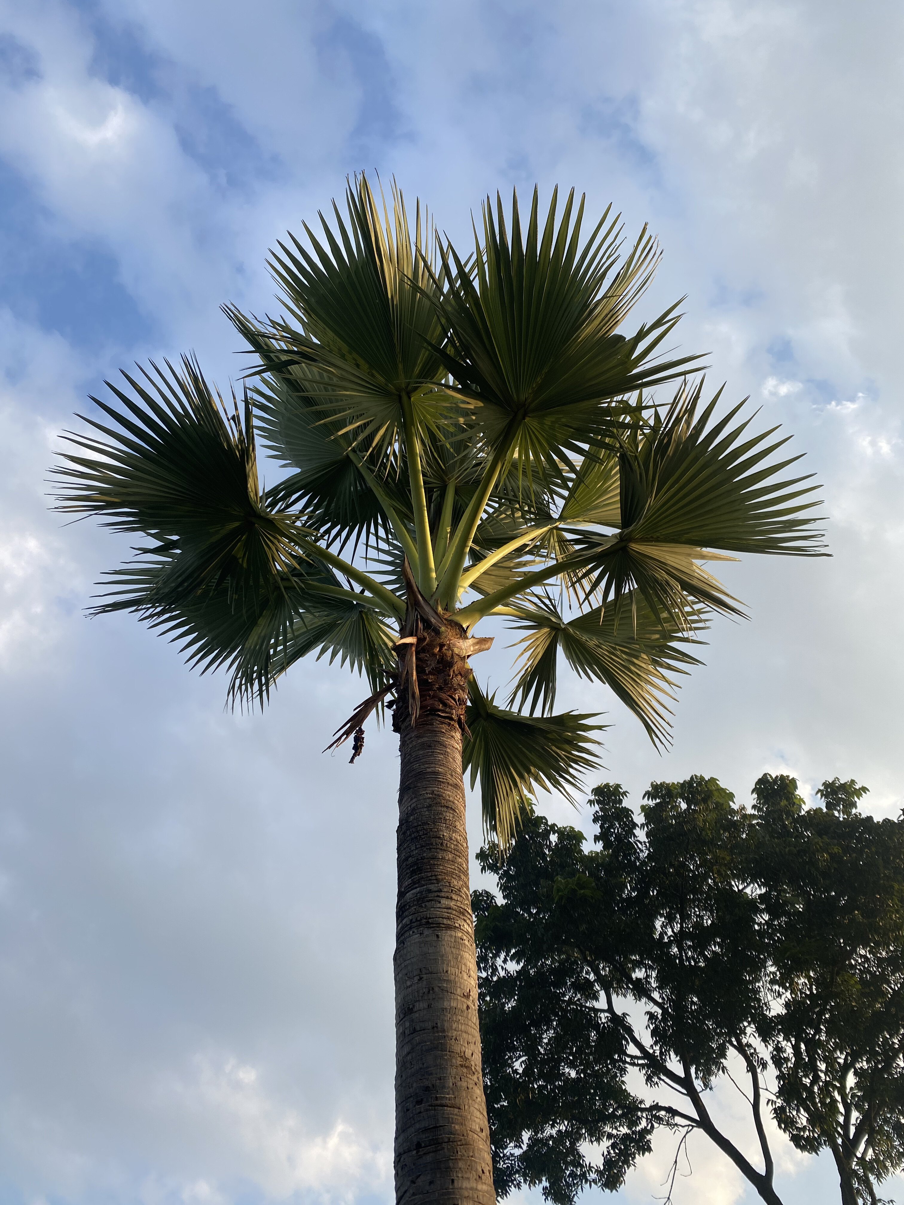 Tall palm tree with large, fan-shaped leaves against a partly cloudy sky, creating a serene and tropical feel. A silhouetted tree is in the background.