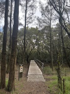 A wooden bridge with a railing leads into a dense area of trees and shrubs, surrounded by tall, slender trunks. A sign nearby indicates that dogs are not allowed. 