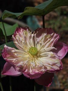 A stunning pink lotus in full bloom, showing layered white and pink petals around a green seed pod at the Malabar Botanical Garden, Kozhikode. The flower stands out beautifully in the sunlight. 