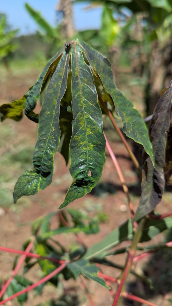 A close-up of green cassava leaves with curled edges and a small hole in one leaf, set against a softly blurred, sunlit outdoor background.