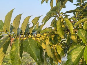 A close-up of a tree branch with large green leaves and small yellow fruit under a warm, sunlit blue sky.