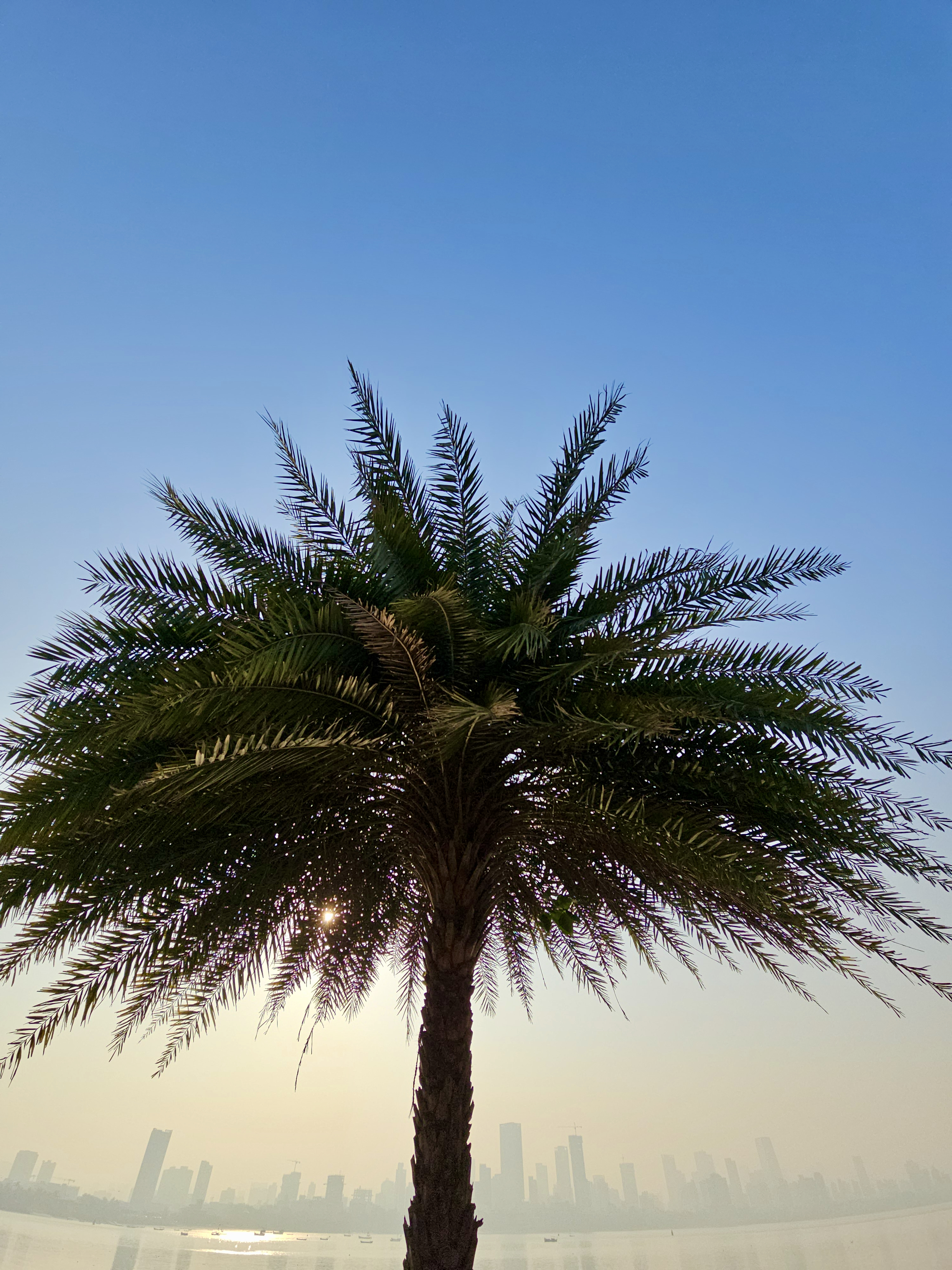 A palm tree stands against a clear blue sky with the morning sun shining through its leaves. The Mumbai city skyline appears faint in the background. This photo was taken in Bandra West, Mumbai, Maharashtra. 