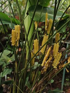 Bright yellow spiral flowers growing among tall green stems at the Malabar Botanical Garden, Kozhikode. Their unique shape and rich color make them stand out beautifully in the garden’s greenery.