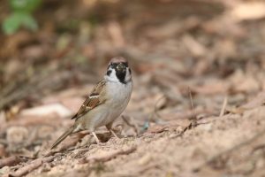 
A small Sparrow bird with a brown cap, white cheeks, and a black throat is standing on a bed of dried leaves and soil. 