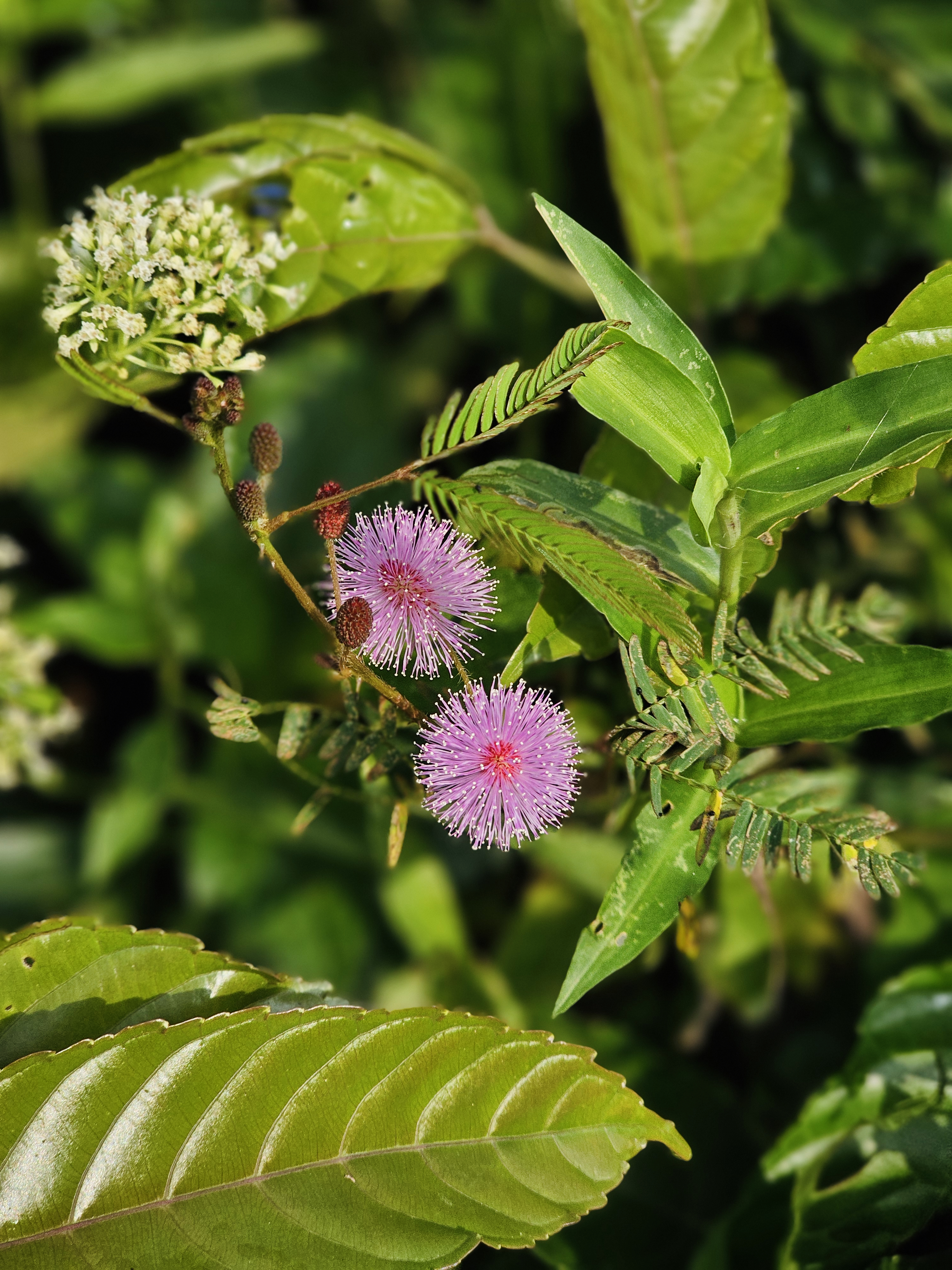 Delicate pink touch-me-not (Mimosa pudica) flowers stand out against the green leaves in Ayamkulam, Mavoor, Kozhikode. Their tiny, round blooms and soft texture add a gentle charm to the natural scene.