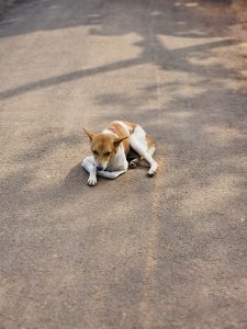 A calm street dog rests quietly on a village road in Ayamkulam, Mavoor, Kozhikode. The warm sunlight, long shadows, and peaceful surroundings create a simple and touching moment.