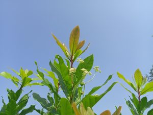 A leafy plant with tiny white flowers under the sky at Kawtoli, Brahmanbaria, Bangladesh