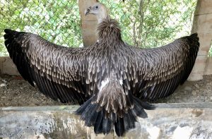 A large bird with broad wings spread wide displays intricate feather patterns in shades of brown and black.