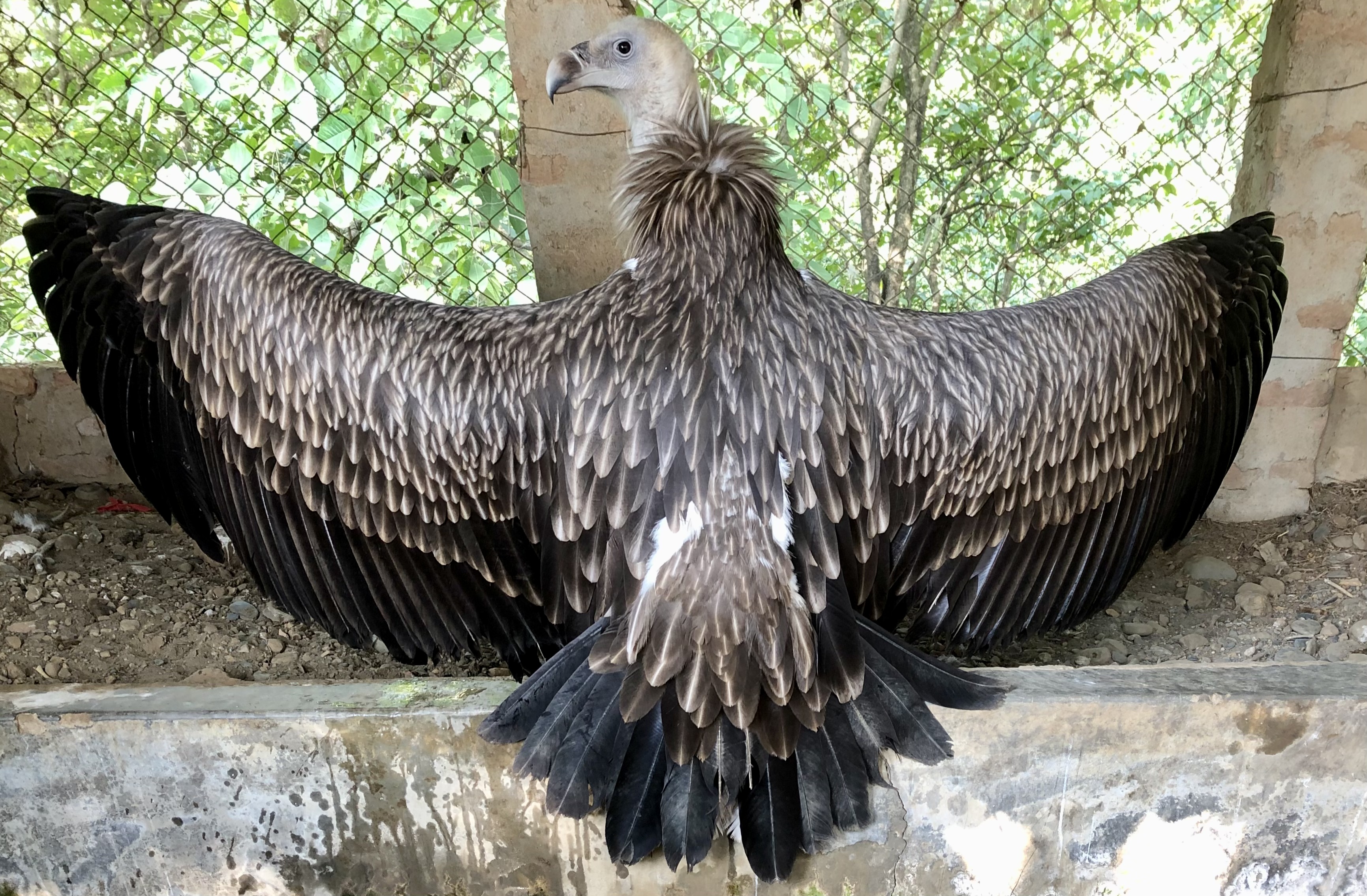 A large bird with broad wings spread wide displays intricate feather patterns in shades of brown and black.