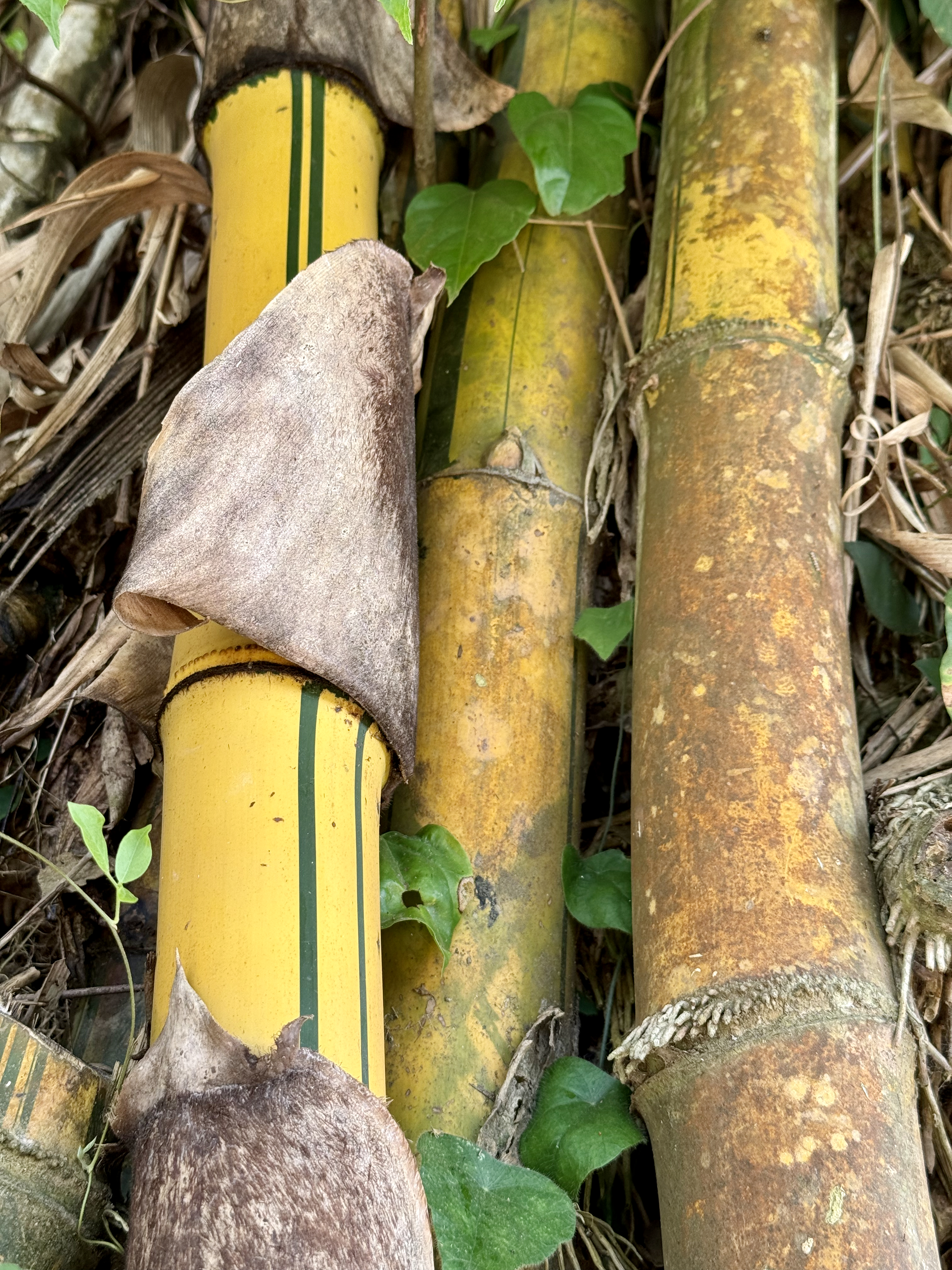 A close-up of mature yellow bamboo stems with green stripes, dry leaf sheaths, and climbing plants. Captured in Perumanna, Kozhikode, Kerala.