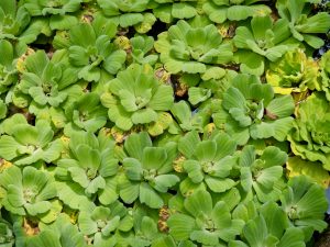 A large group of fresh green water lettuce (Pistia stratiotes) plants floats close together in the pond at the Malabar Botanical Garden, Kozhikode, forming a bright, textured pattern. 