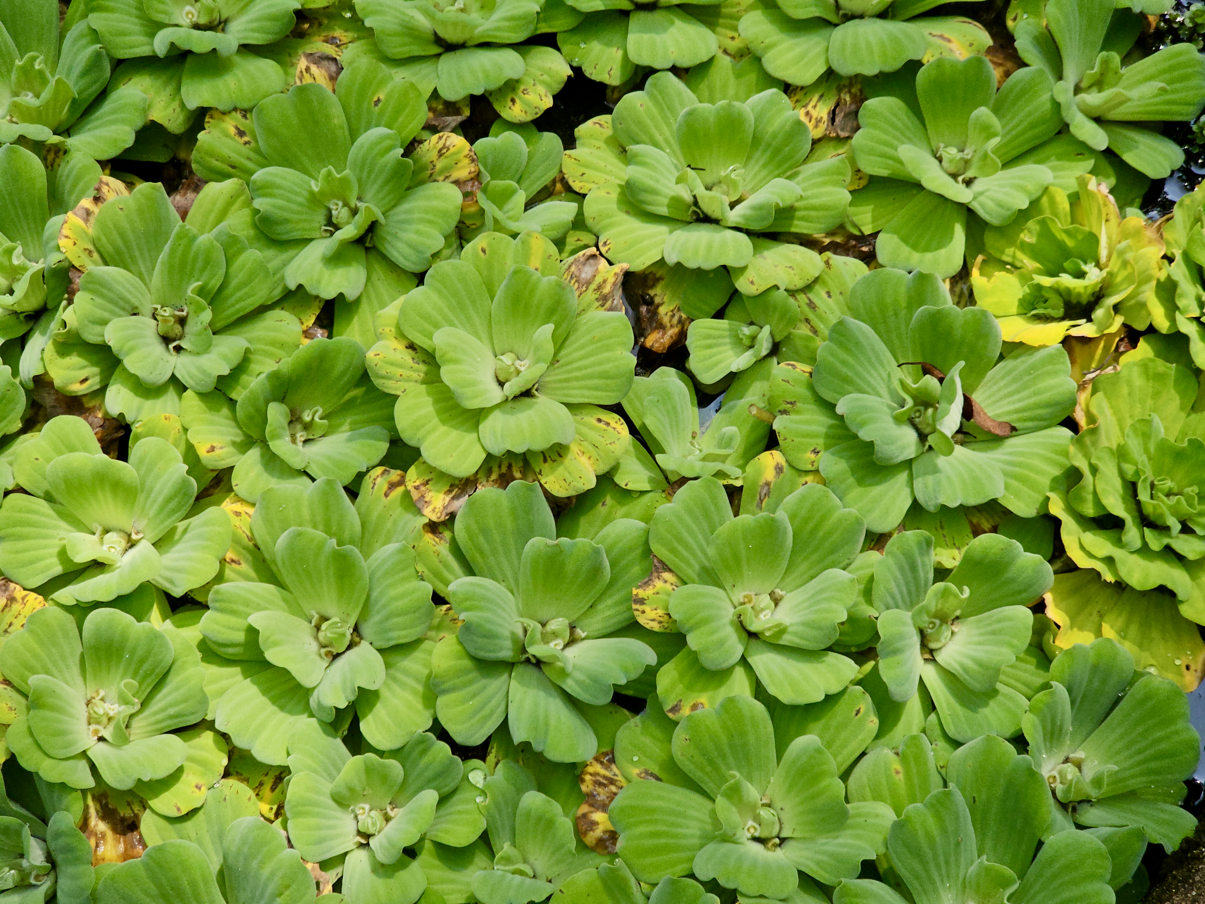 A large group of fresh green water lettuce (Pistia stratiotes) plants floats close together in the pond at the Malabar Botanical Garden, Kozhikode, forming a bright, textured pattern. 