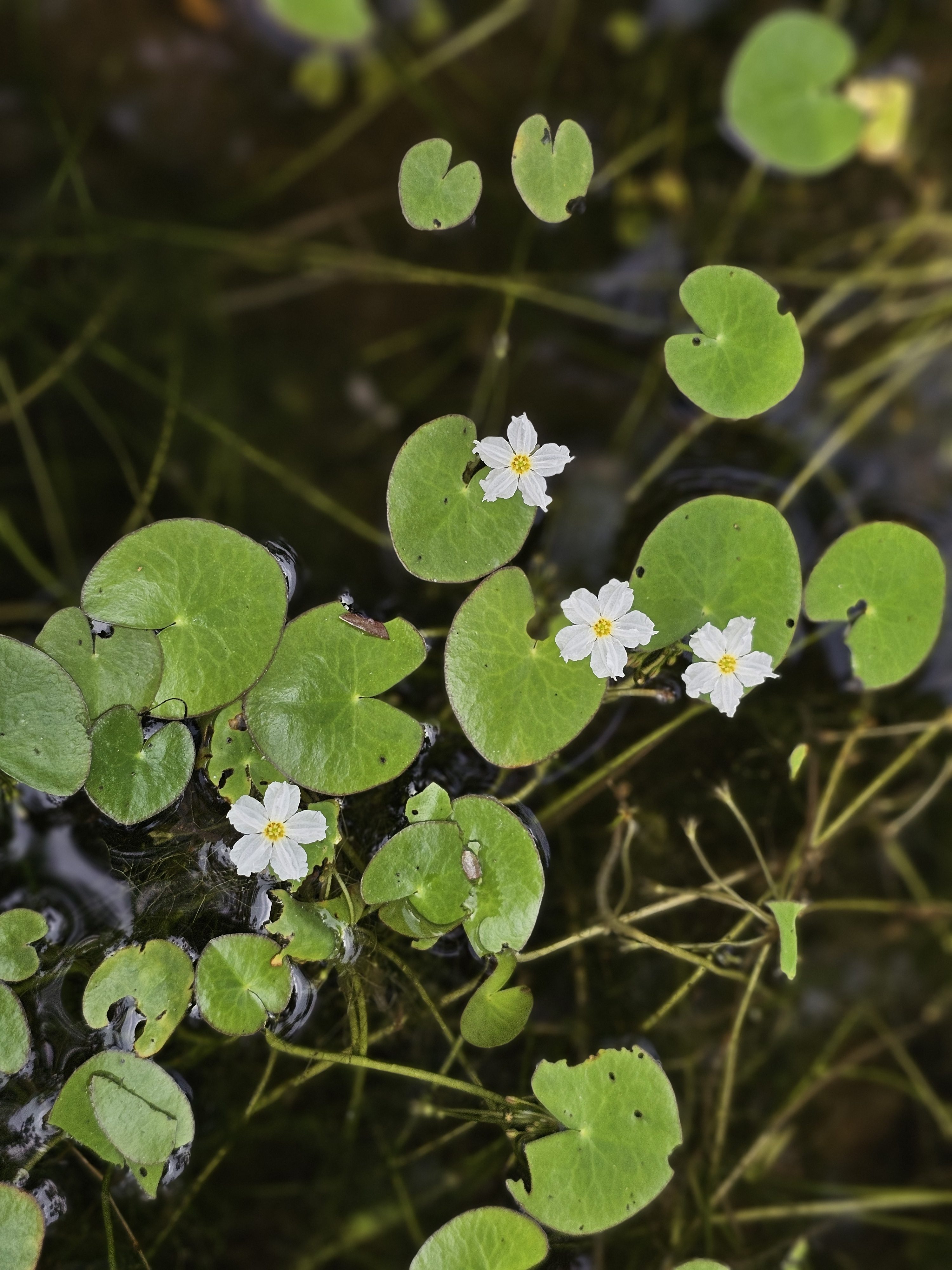 A close-up of the pond shows many small, heart-shaped green leaves and tiny white flowers with yellow centers floating on dark water at the Malabar Botanical Garden, Kozhikode. The plant is likely Nymphoides cristata (Crested Floating Heart).
