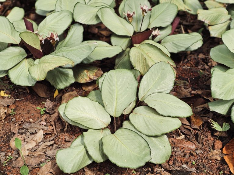 A cluster of light green Goeppertia (Calathea) leaves grows close to the ground at the Malabar Botanical Garden, with small flowers and silver-green leaves that have deep purple undersides