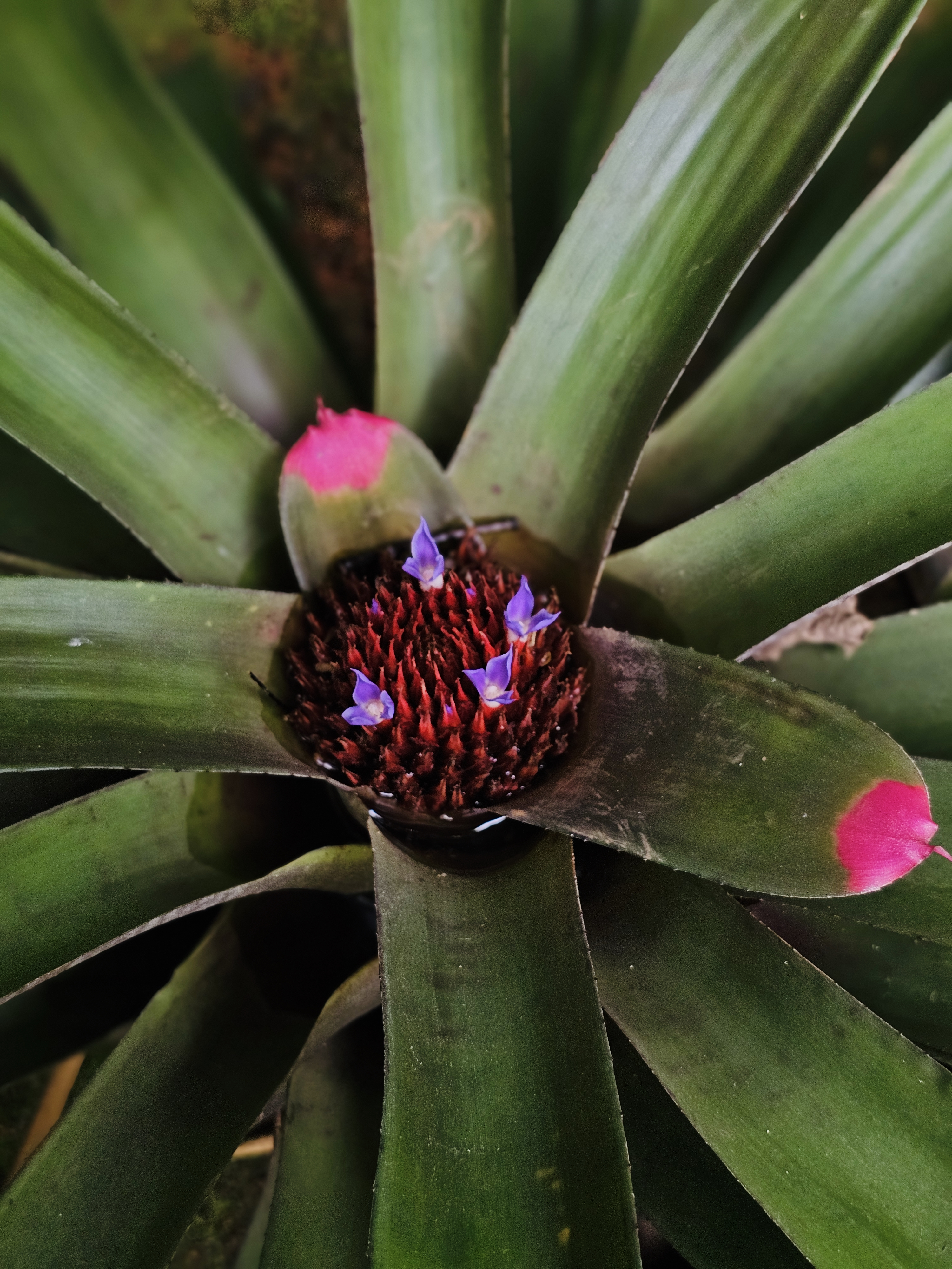 A bright bromeliad plant at the Malabar Botanical Garden, Kozhikode. The green leaves hold a small pool of water in the centre, with tiny purple flowers and red bracts adding beautiful colour to the scene.