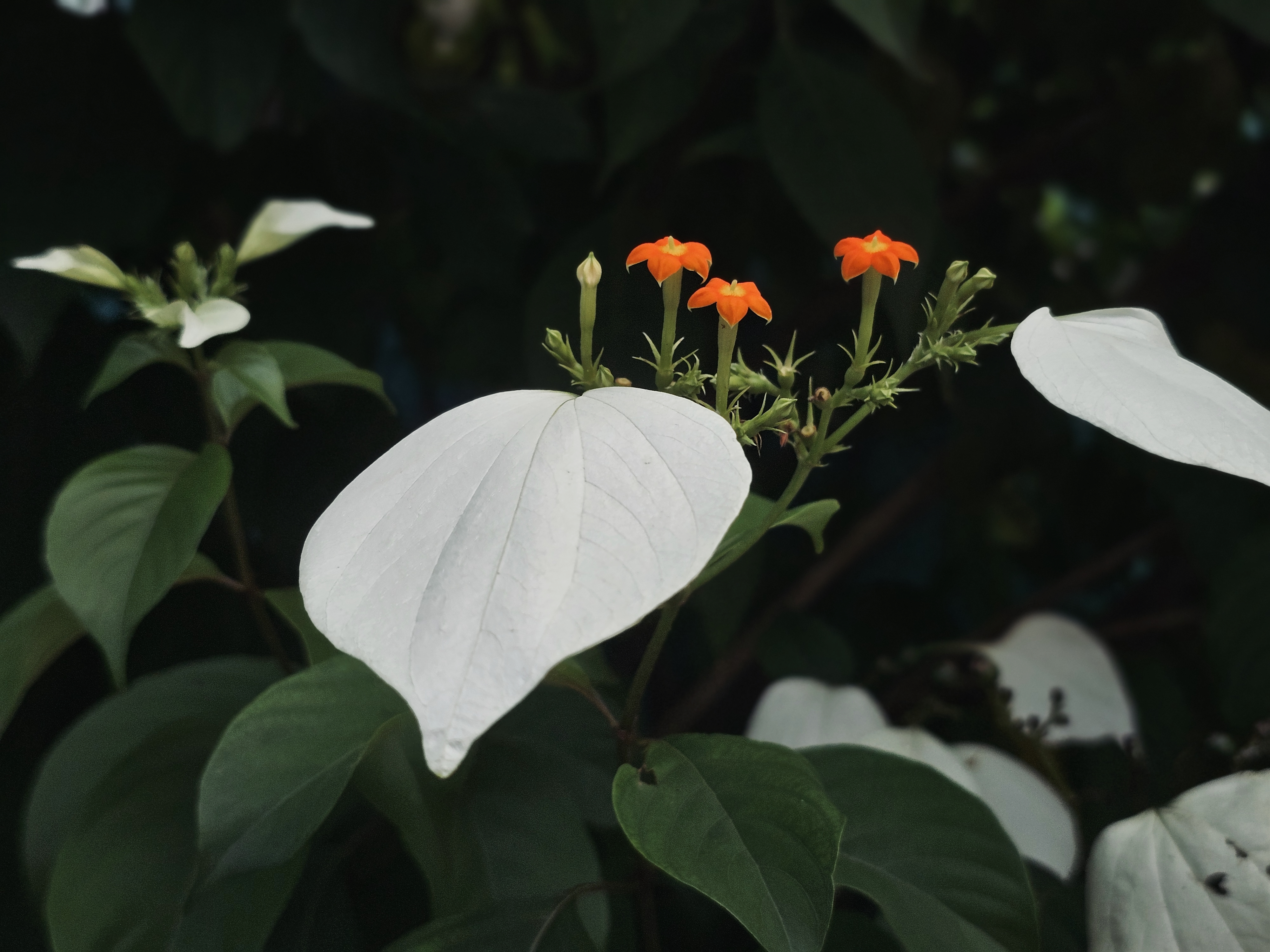 Bright orange flowers bloom above large, white leaf-like bracts on a green bush in Perumanna, Kozhikode. The white bracts stand out beautifully against the dark green leaves.
