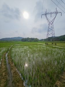 A peaceful paddy field in Vazhakkad, Malappuram, with young rice plants growing in water. The bright sun shines through the clouds, and a tall electric tower stands beside the green field, creating a striking countryside scene. 
