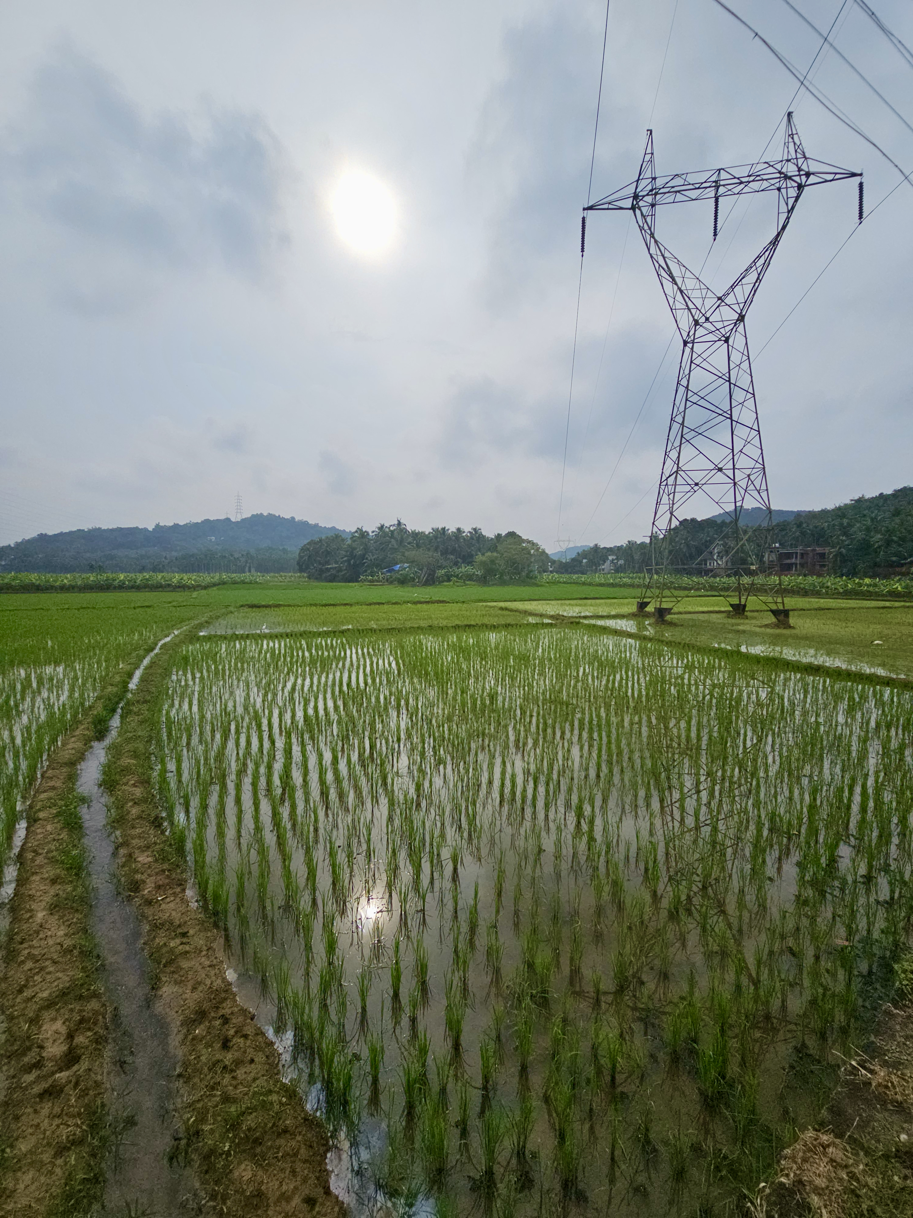 A peaceful paddy field in Vazhakkad, Malappuram, with young rice plants growing in water. The bright sun shines through the clouds, and a tall electric tower stands beside the green field, creating a striking countryside scene. 
