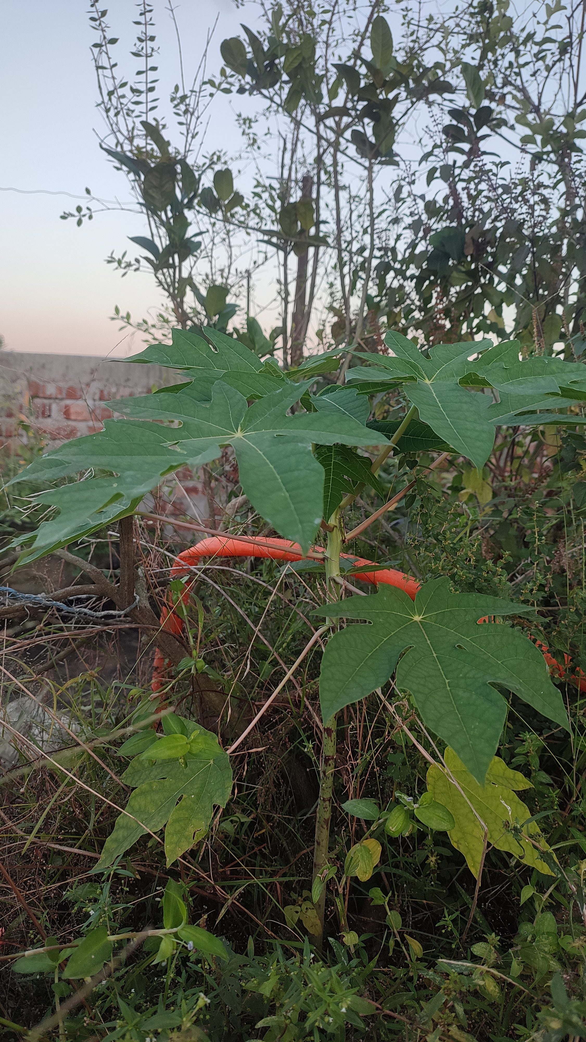 A young papaya plant with large, green, lobed leaves growing among other foliage in a natural setting.