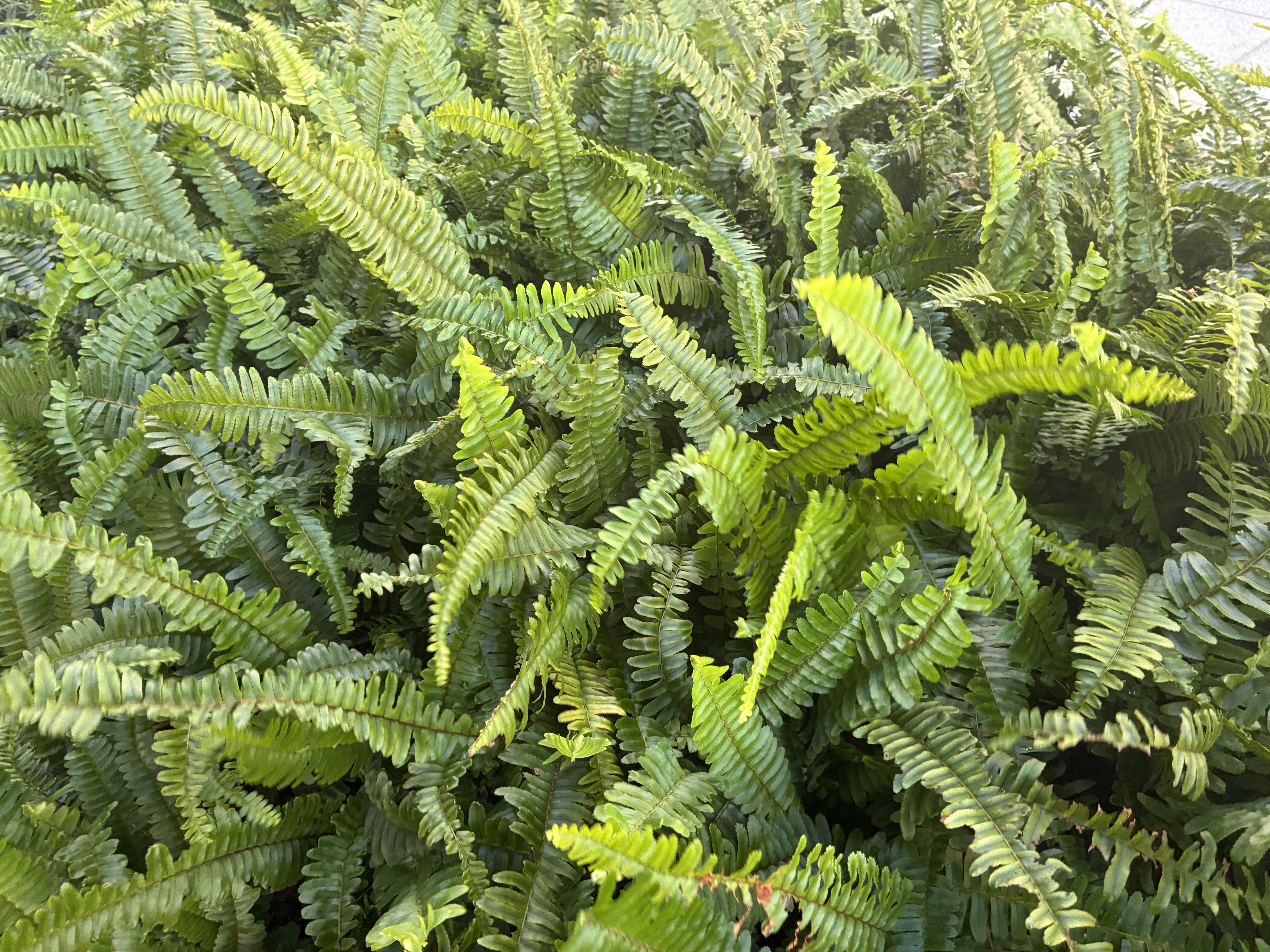 A dense cluster of vibrant green fern leaves, showcasing a variety of shapes and sizes.