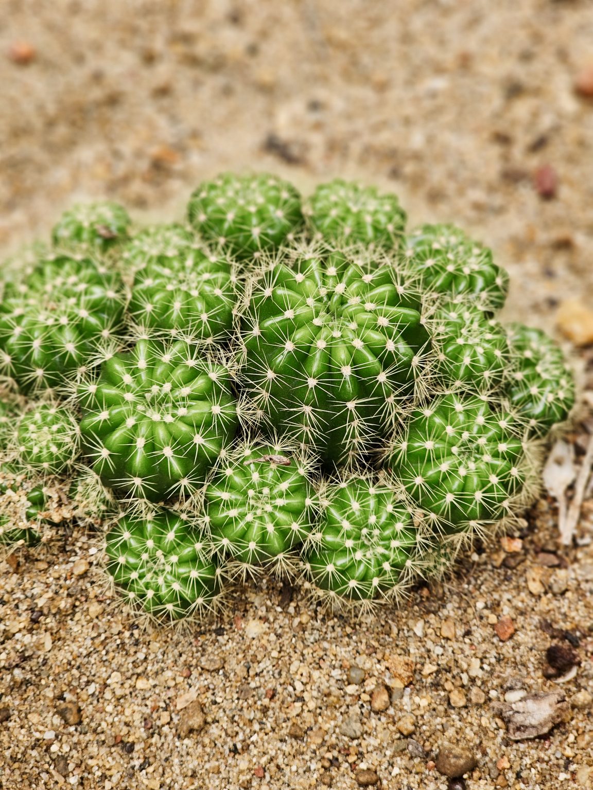 A bright green cluster of small cacti growing close together on sandy soil at the Malabar Botanical Garden, Kozhikode. The sharp white spines and round shapes stand out beautifully against the earthy background.