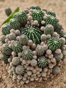 A big, round group of many small cacti growing together in sandy soil at the Malabar Botanical Garden, Kozhikode. Their neat arrangement and white spines make a striking pattern. 