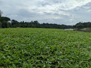 A low-angle view of lush, dense green grass extending to a treeline under a bright, cloudy sky