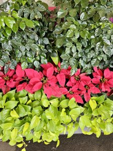Vibrant green, red, and dark-leafed plants arranged in neat rows. The layers of foliage add a strong visual contrast. Captured at a public space in Mumbai, Maharashtra. 