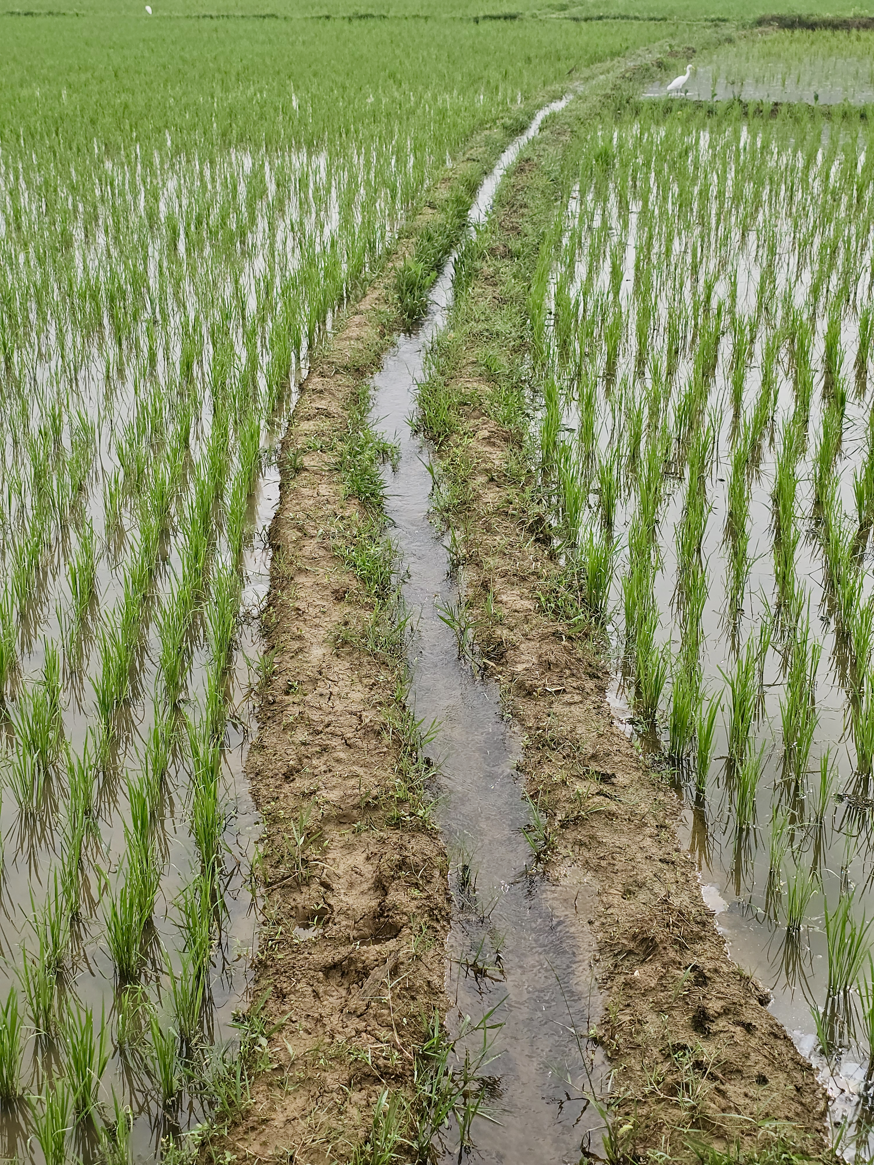 A paddy field with young green rice seedlings planted in neat rows. A narrow earthen path and a water canal run through the middle, supplying water to the field. This creates a calm and natural scene in Vazhakkad, Malappuram.