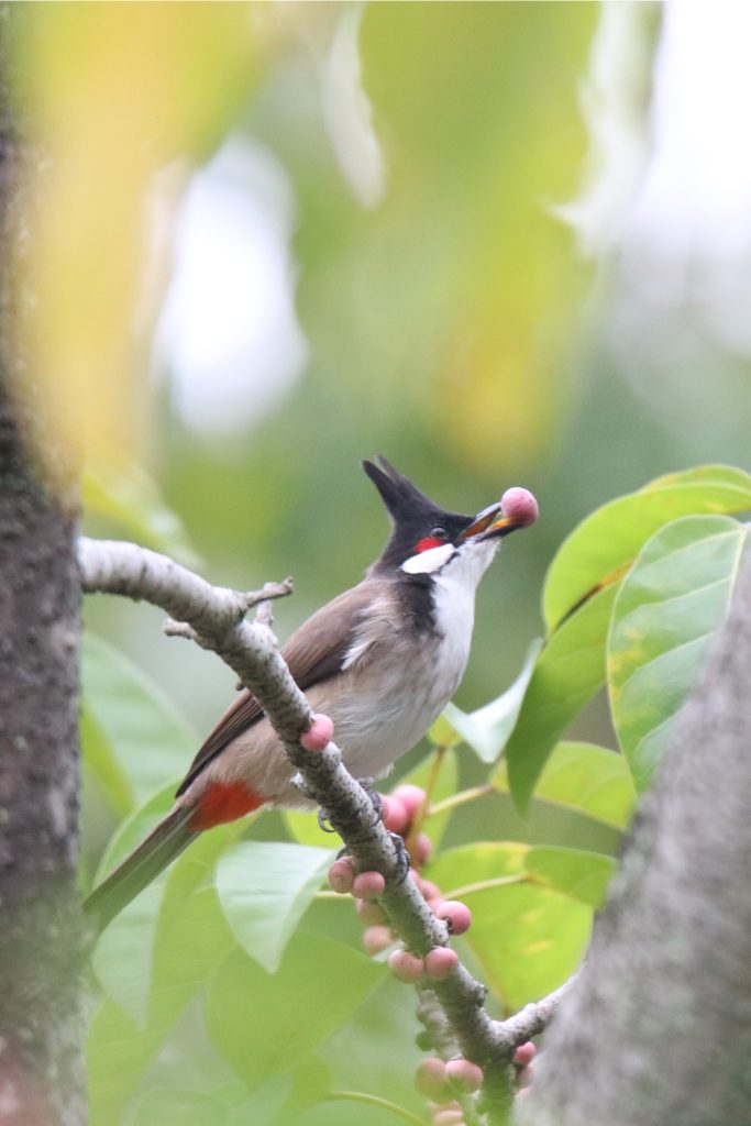 A Red-whiskered Bulbul, a bird with a distinctive black crest, white cheek patch, and red whisker mark, perches on a branch with green leaves. It holds a small, pink berry in its beak, and more berries are visible on the branch.