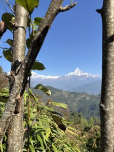 A close-up view of tree trunks with green leaves in the foreground, set against a backdrop of snow-capped mountains under a bright blue sky. 