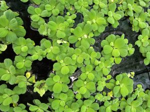 A dense mat of bright-green water lettuce (Pistia stratiotes) floats on dark water. These aquatic plants have rosette-shaped leaves and are velvety on the water surface at the Malabar Botanical Garden, Kozhikode. 