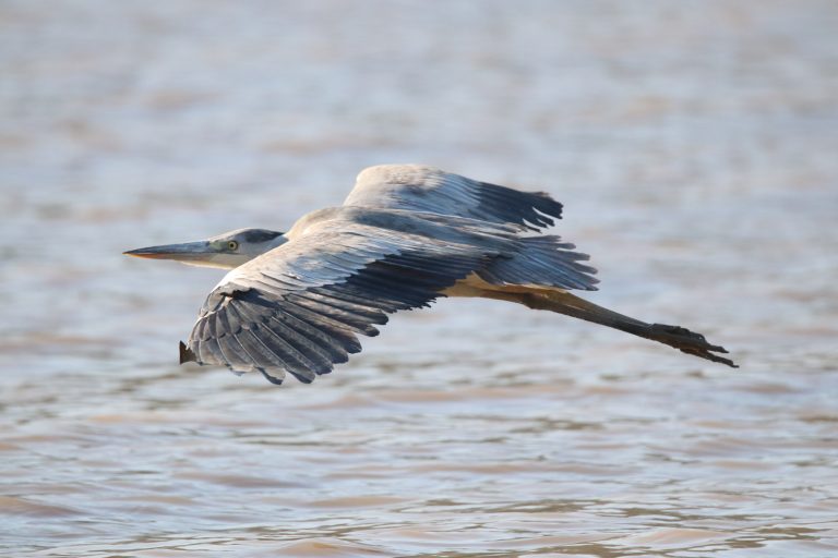 A Grey Heron in flight, captured mid-air just above the surface of a body of water.