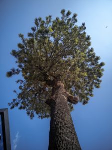 A tall tree viewed from the ground, stretching upward toward a clear blue sky.