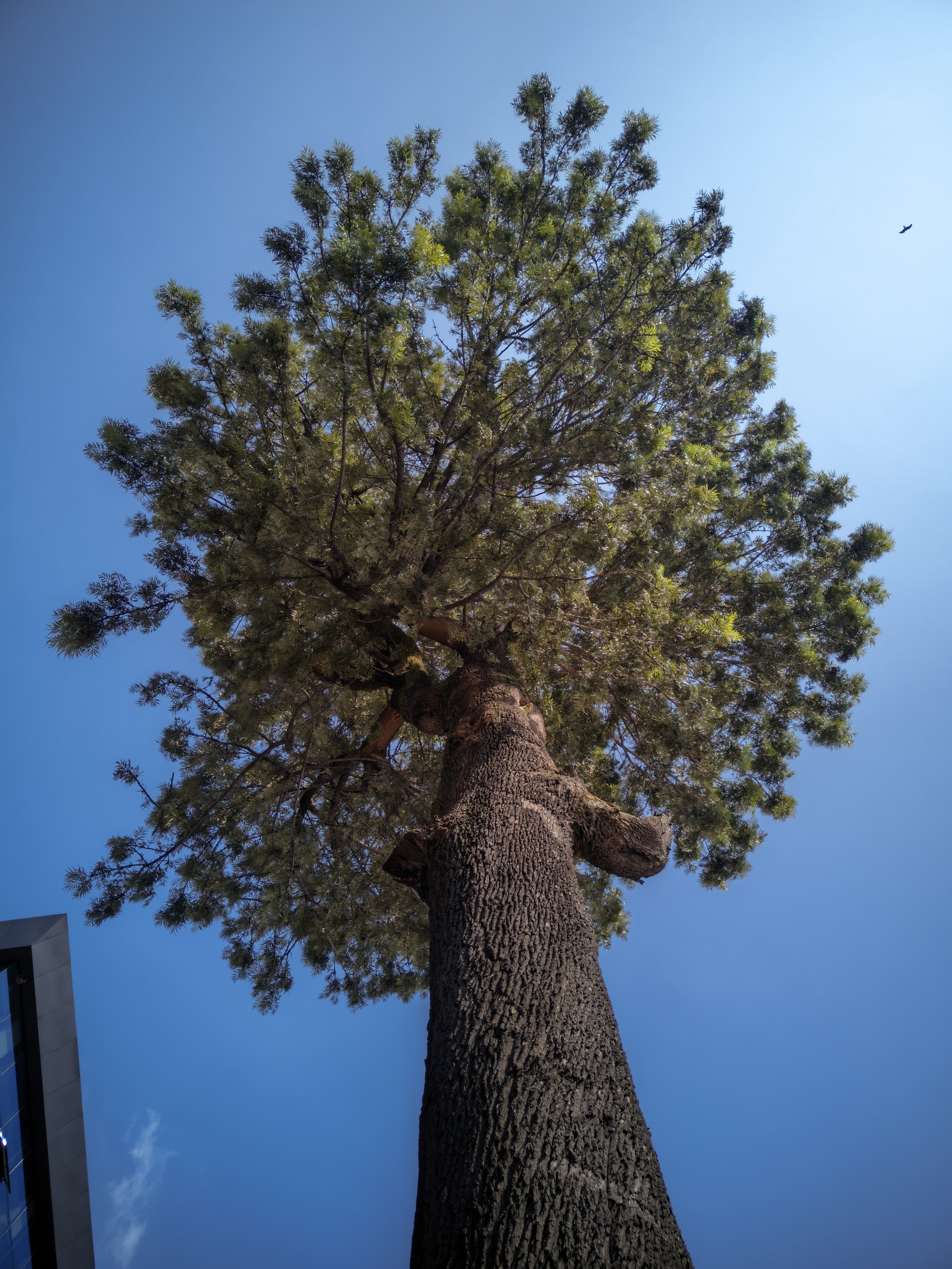 A tall tree viewed from the ground, stretching upward toward a clear blue sky.