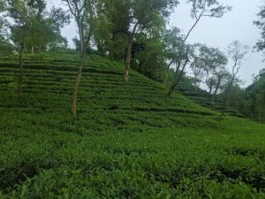 A steep hillside covered in tiered rows of tea plants in Sreemangal, Bangladesh.