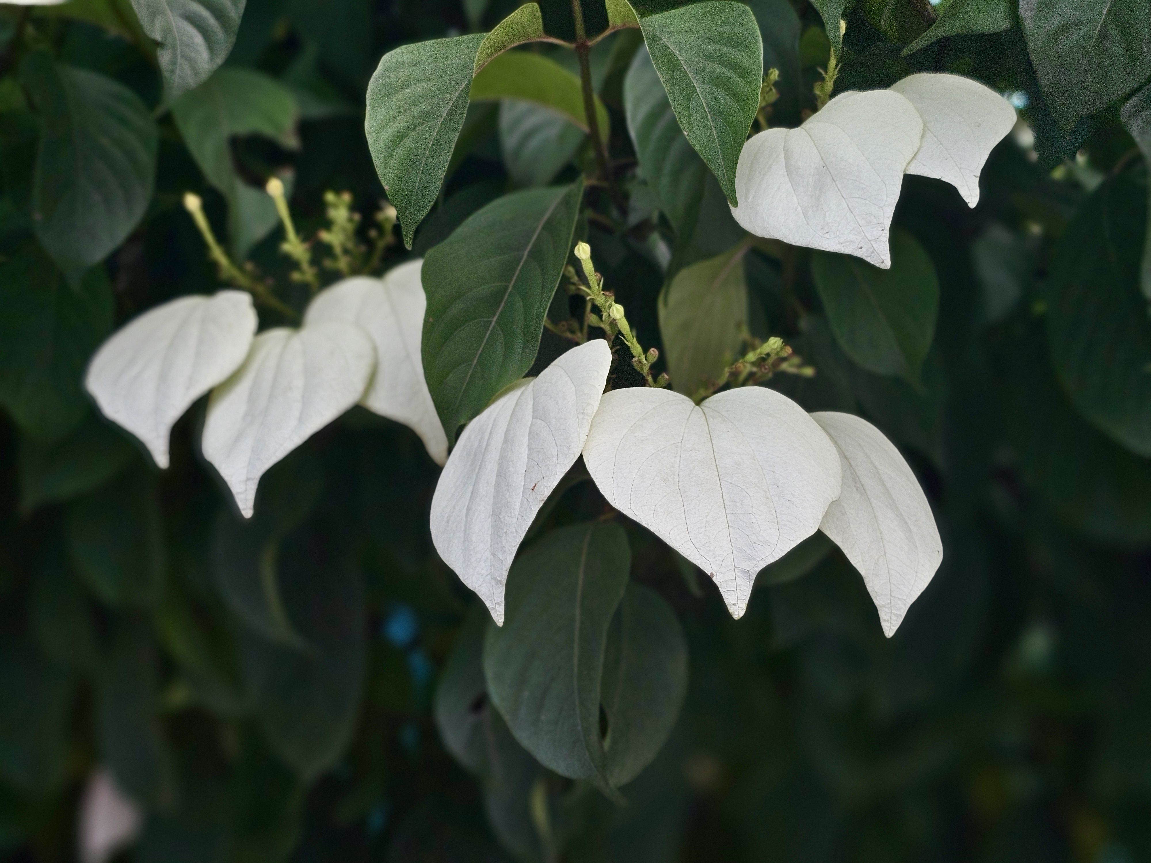 White, heart-shaped bracts spread across a leafy green plant in Perumanna, Kozhikode. Their smooth texture and bright color add a calm, soft touch to the scene. 