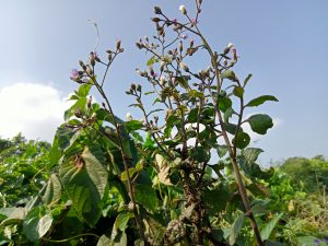 A tall plant with slender stems and small clusters of purple and white flowers is set against a bright blue sky. 