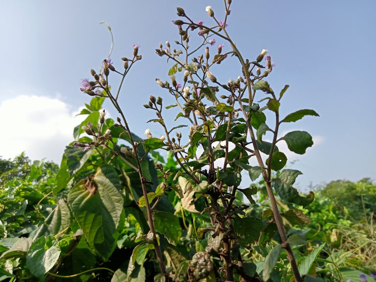 A tall plant with slender stems and small clusters of purple and white flowers is set against a bright blue sky.