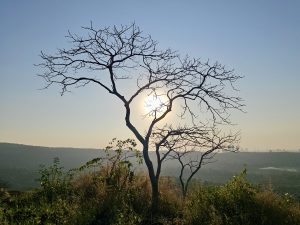 A leafless tree stands against the setting sun at Kanheri Hills, Borivali, Mumbai, creating a beautiful silhouette over the valley. 
