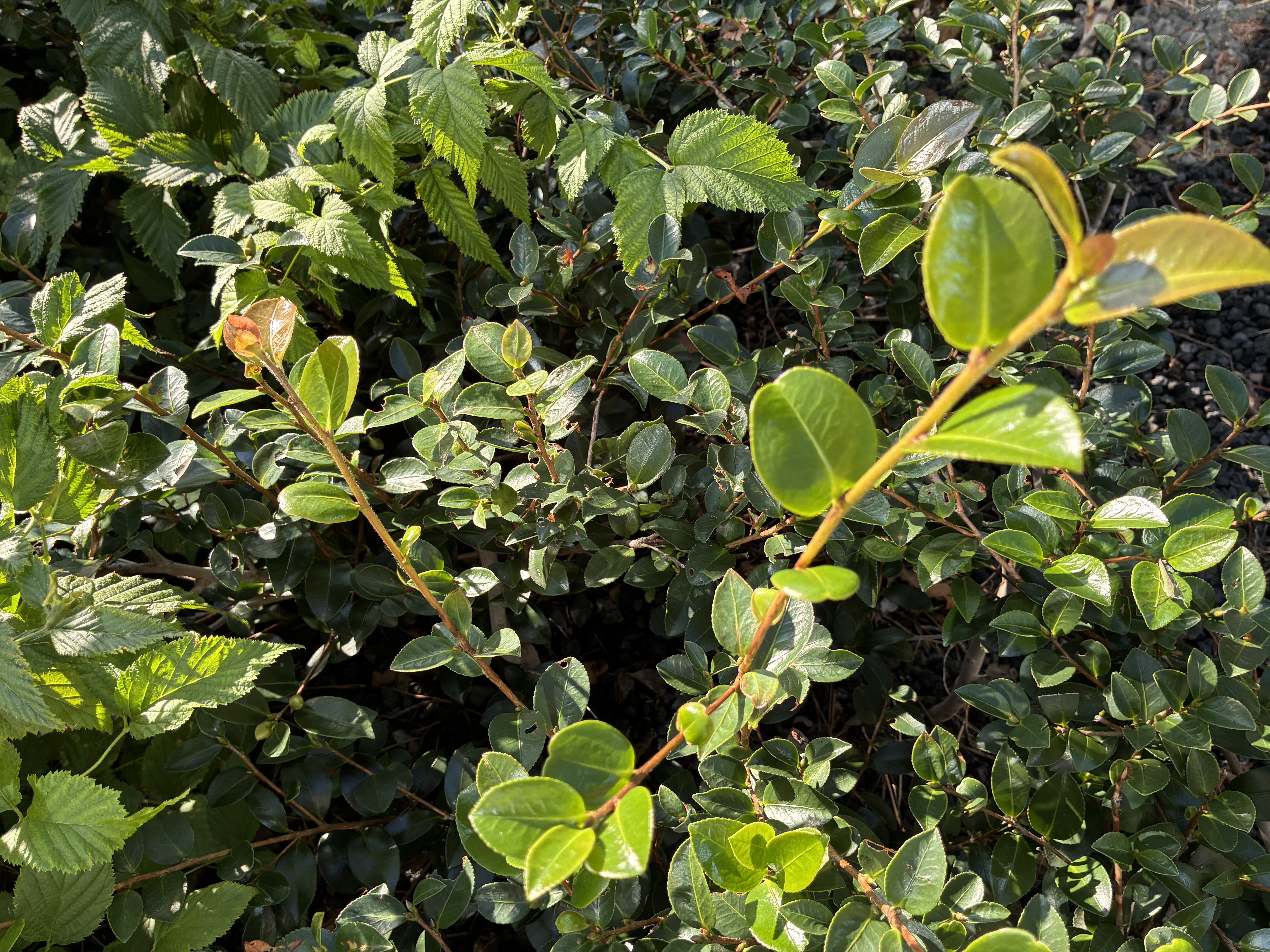 A close-up photo of vibrant green leaves from various plants, including smaller, glossy leaves and larger, textured ones.