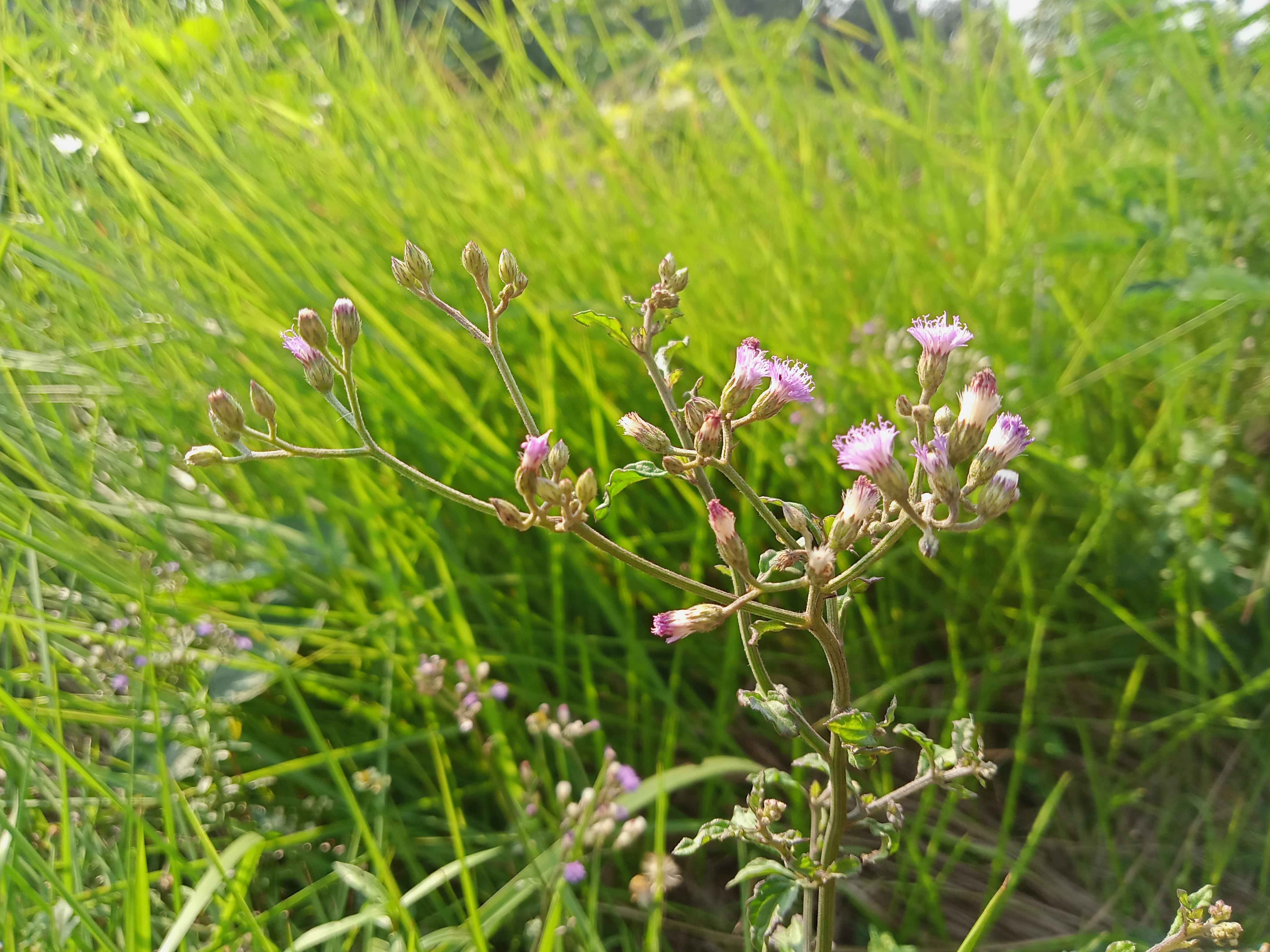 Small pink flowers on a grassy field at Kawtoli, Brahmanbaria, Bangladesh