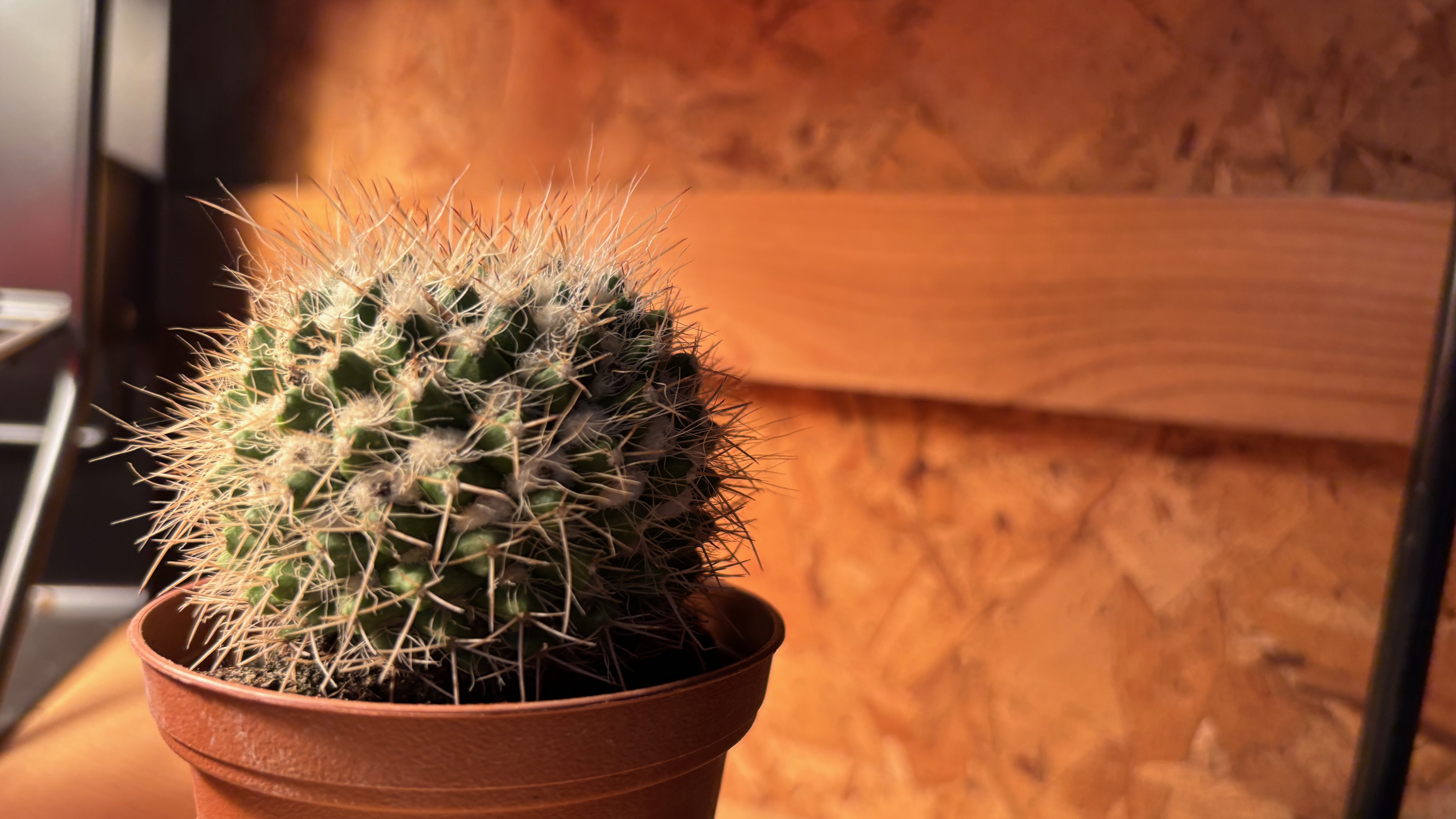 Closeup of a cactus about the size of a baseball in a terra cotta post. In the background is a wooden wall.