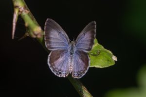 Lime Blue butterfly with iridescent blue wings perched on a green leaf, with a blurred dark background enhancing its vibrant colors and intricate wing patterns.

